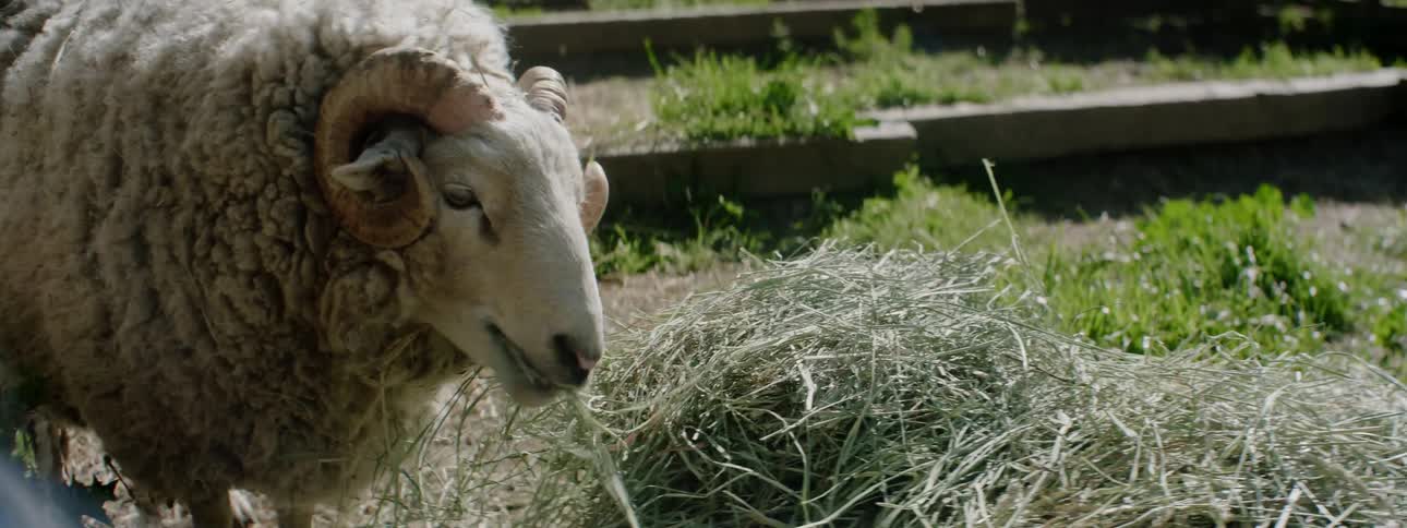 A sheep eats hay on a farm