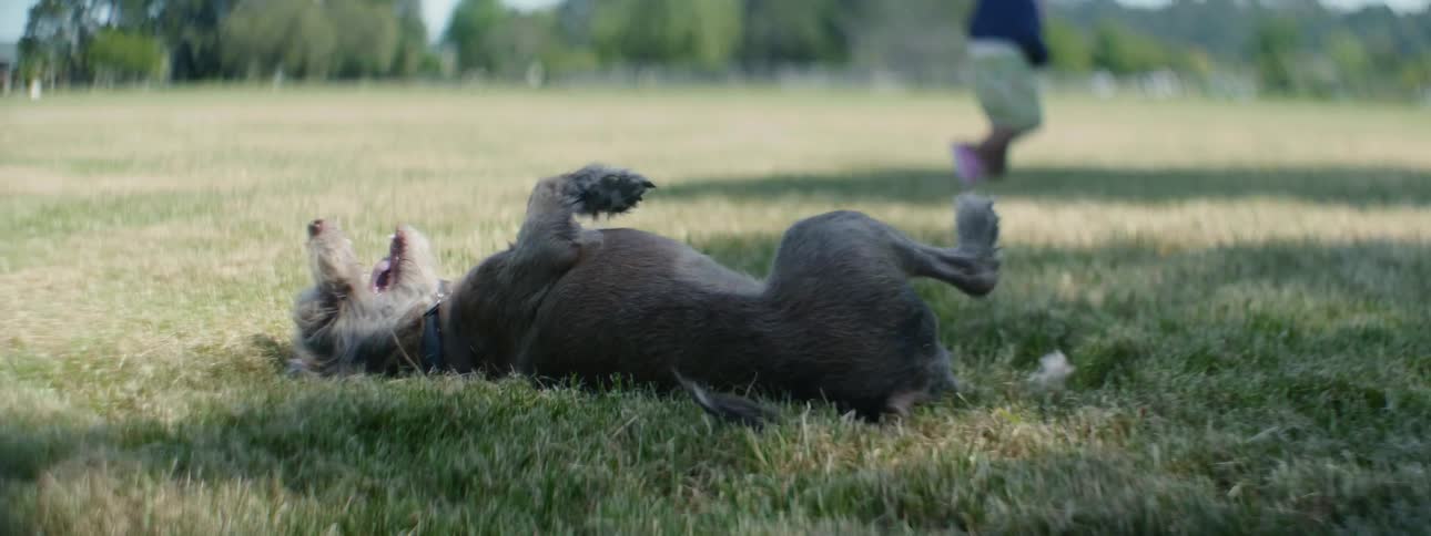 A dog is rolling on its back on the grass in daylight as a little boy plays nearby