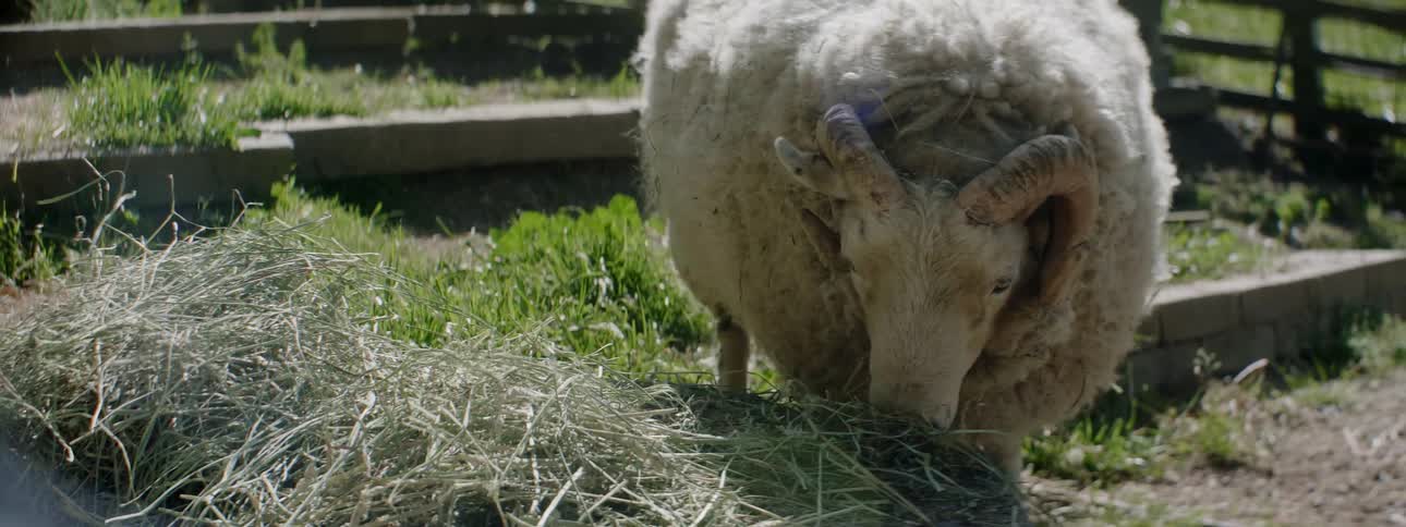 A sheep eats from a stack of hay