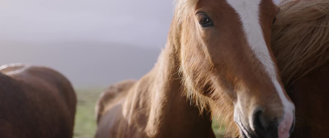 The wind blows the fur of the horses