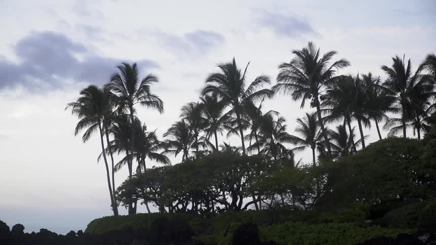 Palm trees are silhouetted against the sky at sunrise