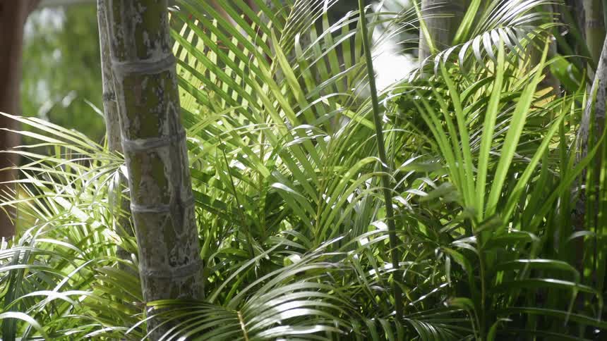 Green leaves grow in a jungle