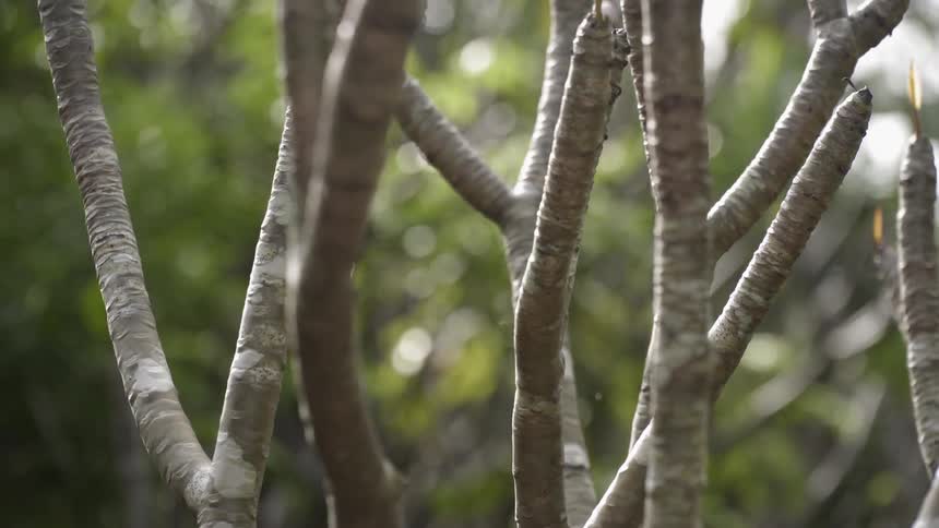 The tree branches rise up with no leaves before the forest