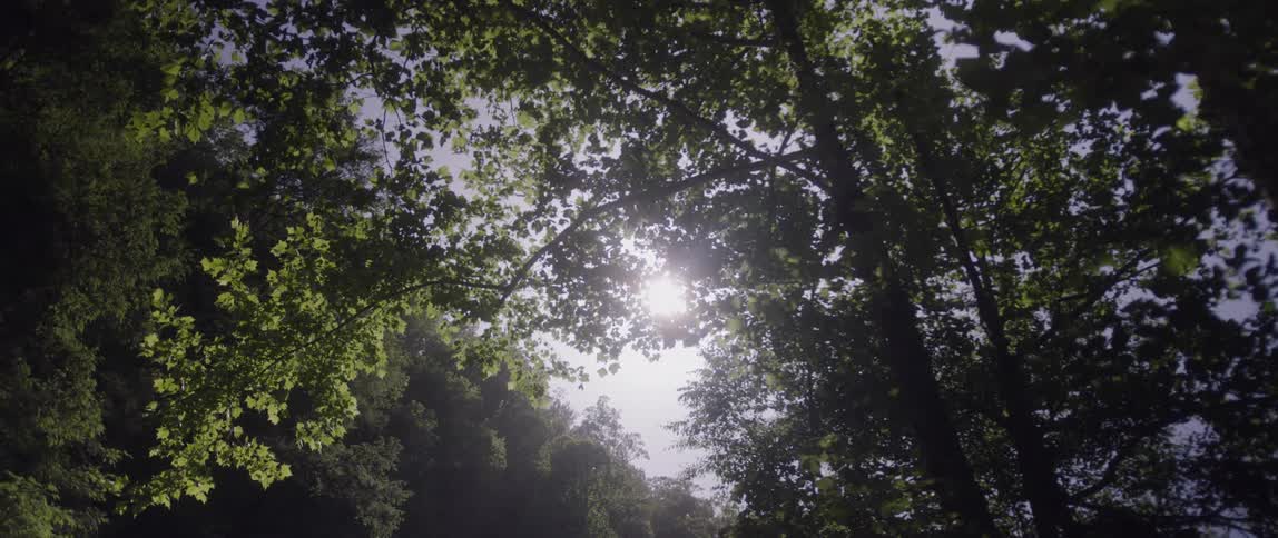 Sunlight shines through tall trees