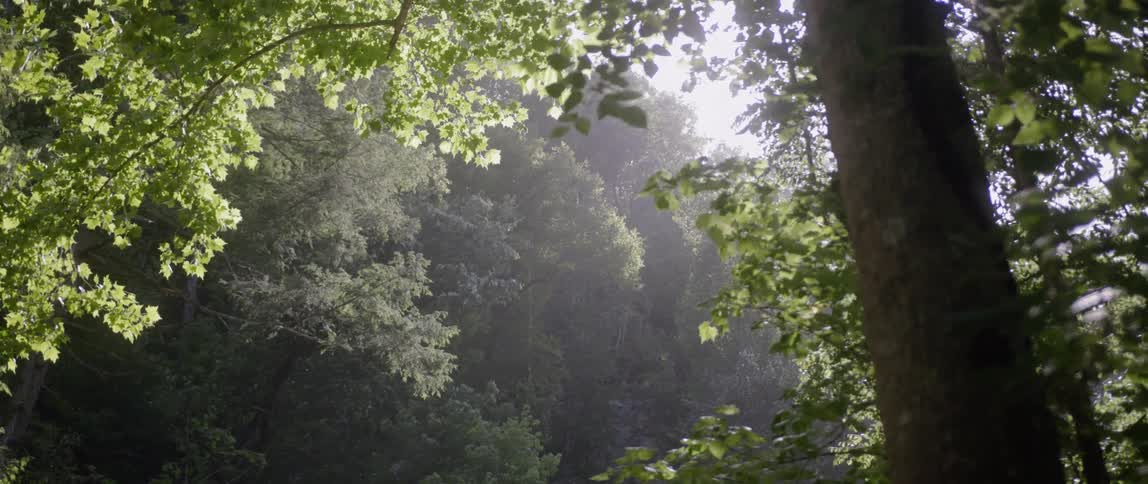 Sunlight shines through tall trees