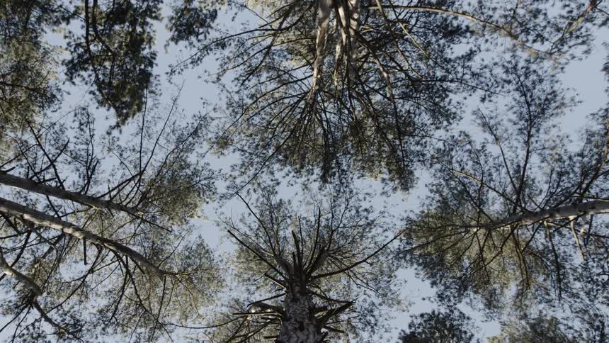 Tall trees tower overhead