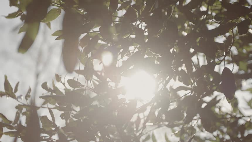 The branches hang blocking part of the sun