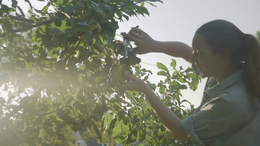 The woman trims the apple tree