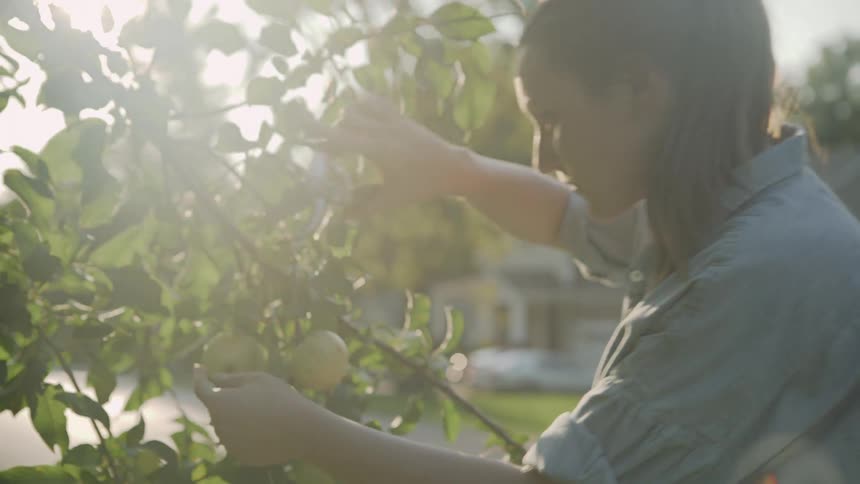 The woman is trimming her apple tree