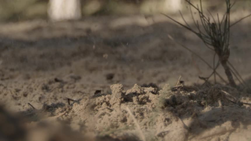 Dirt flies over a small patch of ground on a sunny day