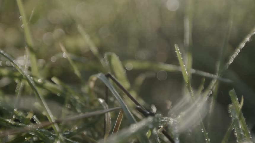 A person walks through the wet grass