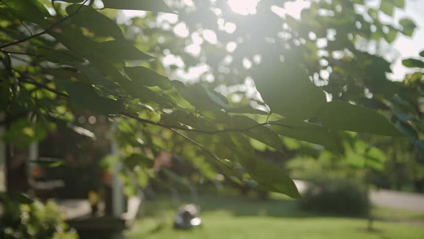 The sun is shining on the lawn