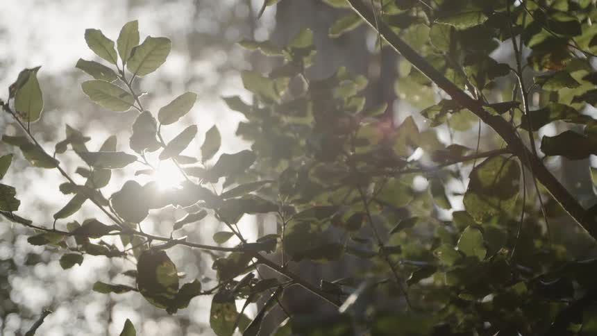 Sunlight shines through tree branches