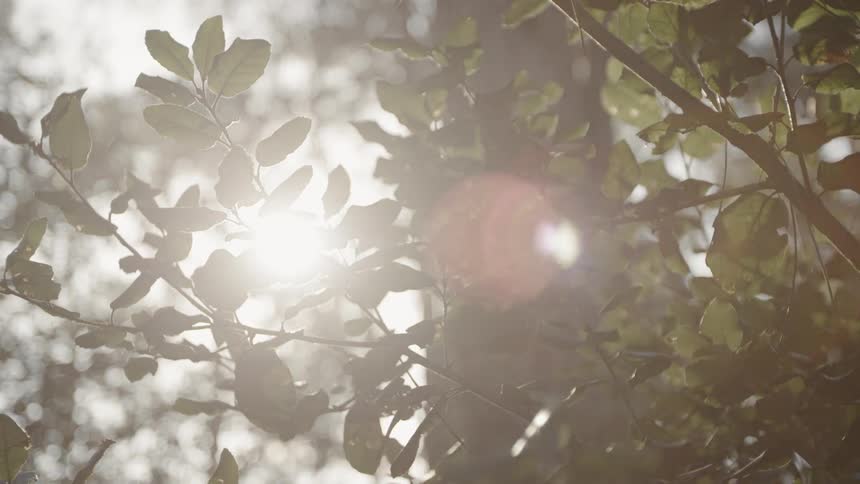 The sun shines in behind the branches