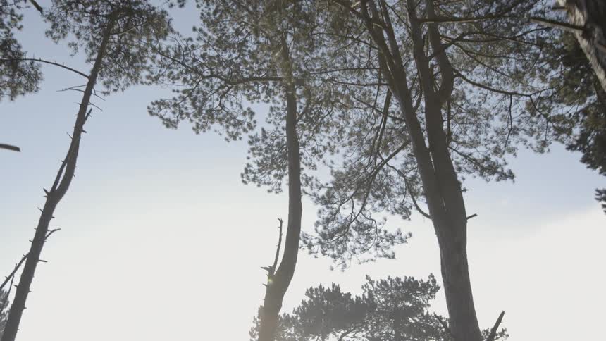Trees stand tall under the cloudy sky