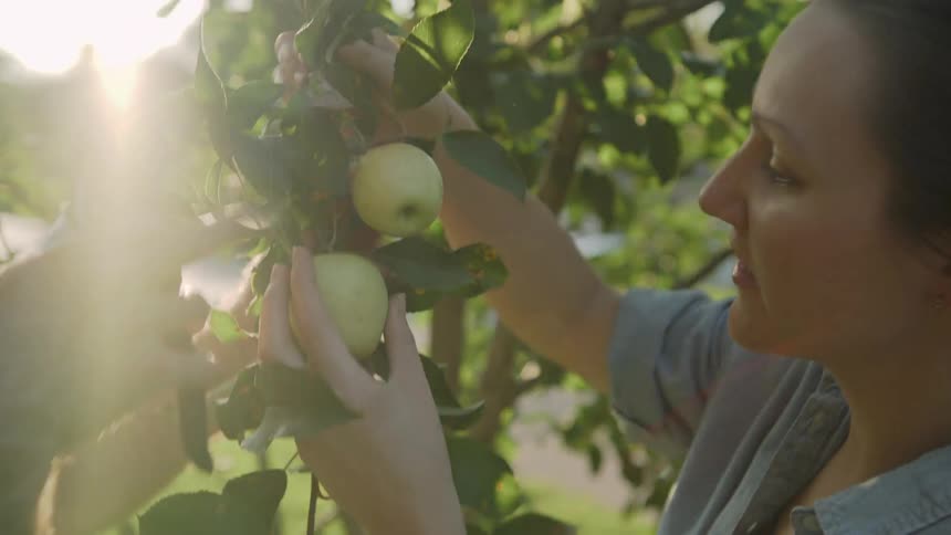 Man and woman talk while holding a tree branch full of apples