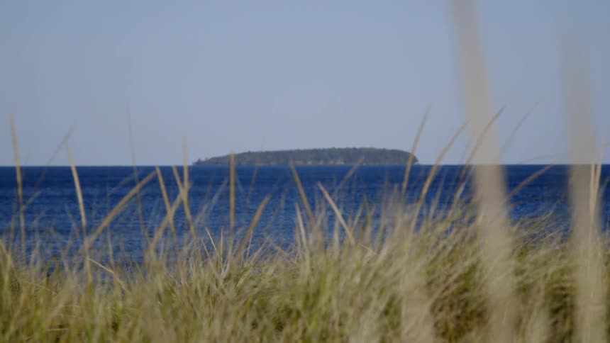 Grass grows on a beach