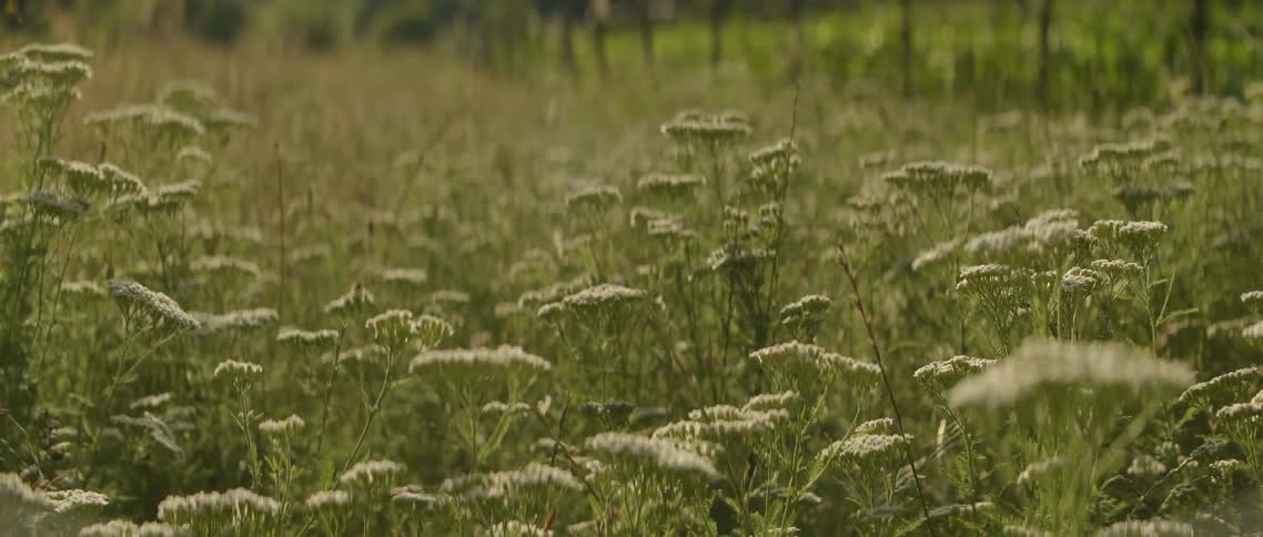 The wind blows the flowers