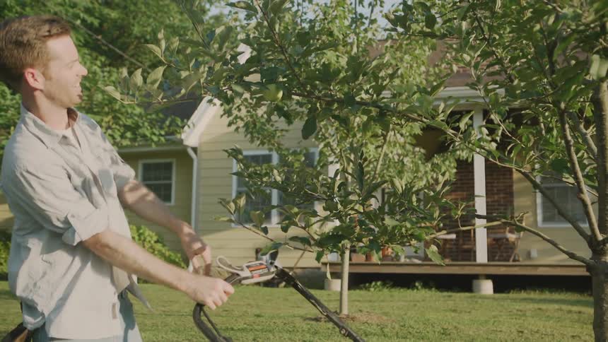 A man looks at an apple tree while mowing a lawn