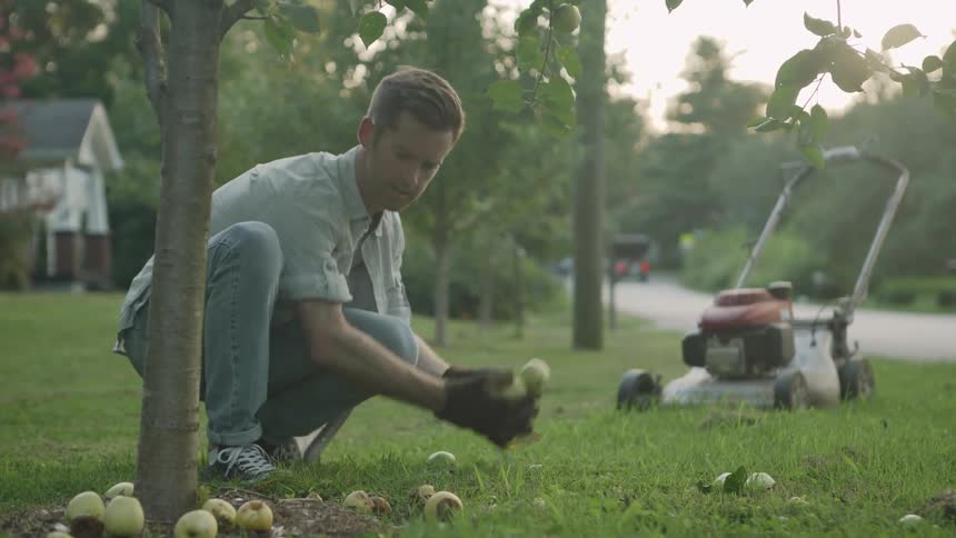 A man picks up fallen apples while mowing a lawn