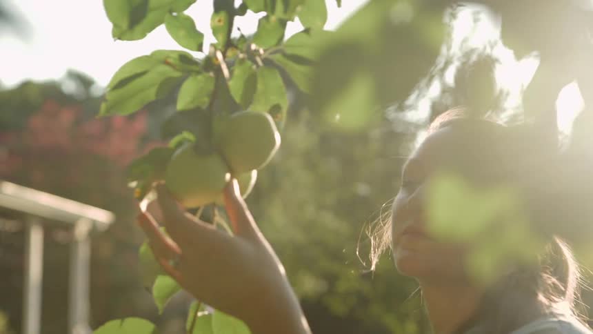 A woman holds a branch and looks at green apples growing on a tree
