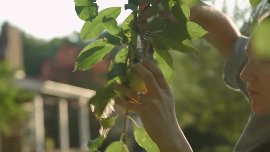 A woman cuts apples from a tree branch