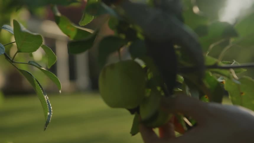 Woman picks a small green apple from the apple tree