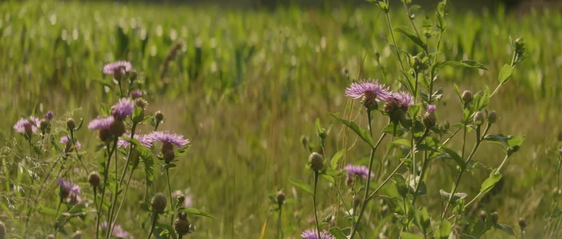 The field has purple flowers