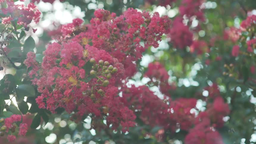 The red flowers hand from the tree