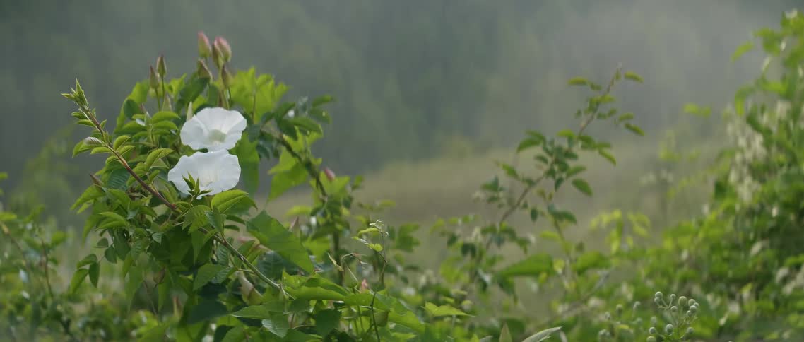 Fog swirling in a mountain valley
