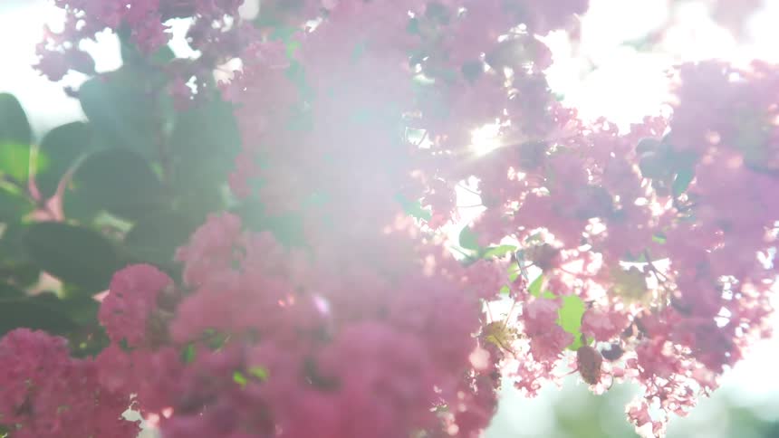 Sunlight shines through blossoms on a tree