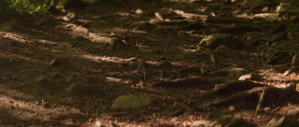 The ground is covered with leaves and branches