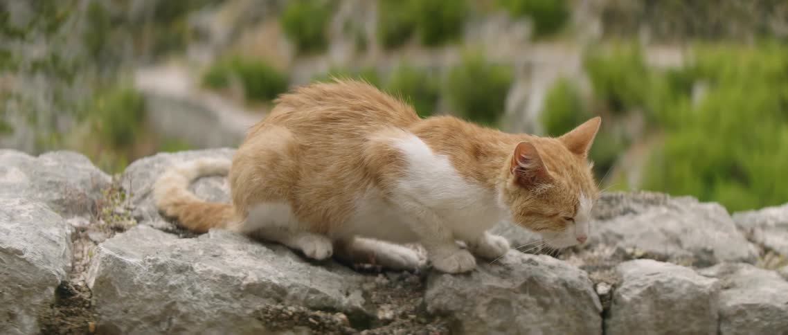 A cat sits on a stone wall