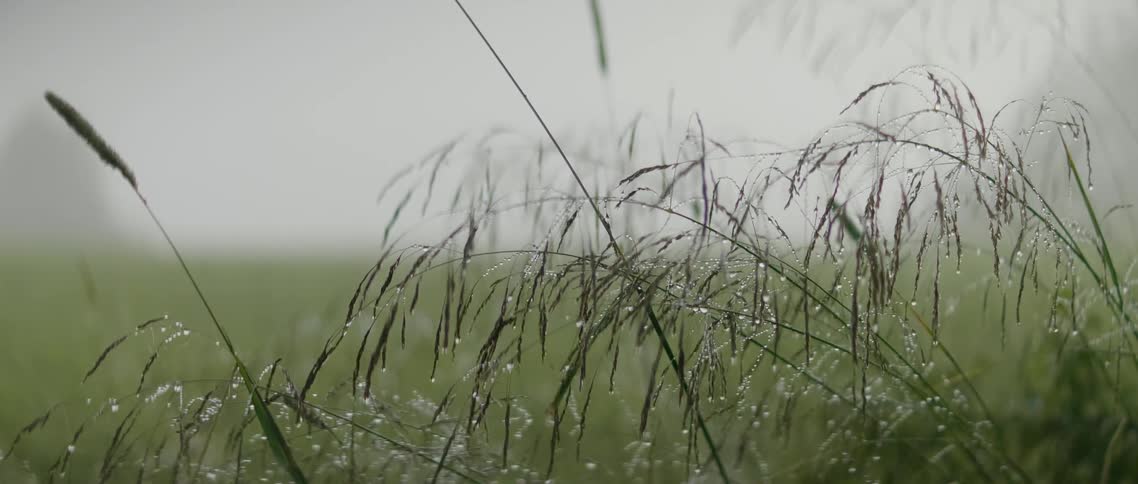 The grass is covered with water