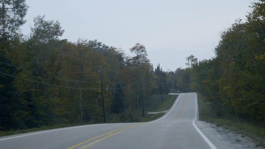 Trees surrounding a country road