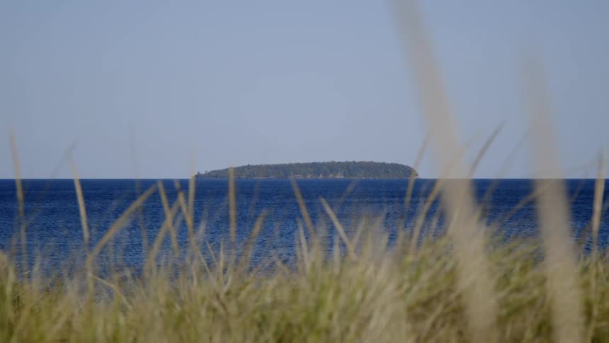 The wind blows the grass by the shore