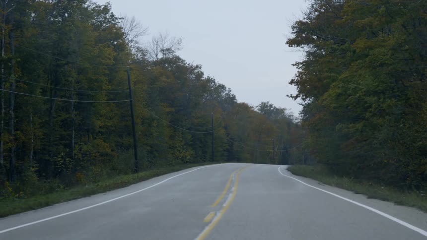 Country road surrounded by trees