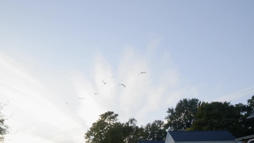The birds fly high over the neighborhood sky
