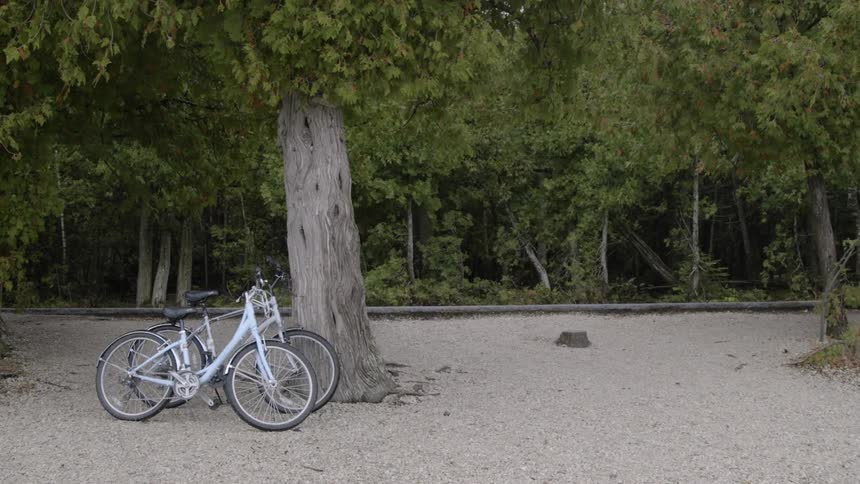 Two bicycles sit next to a tree in the forest