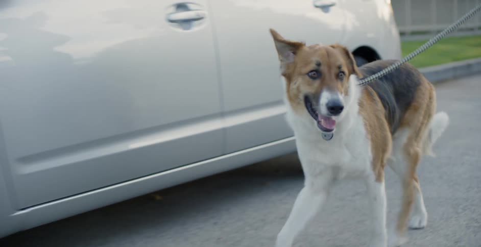 A dog is walked on a leash on a neighborhood street