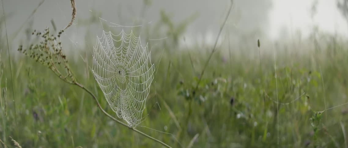 A spider web on a foggy morning