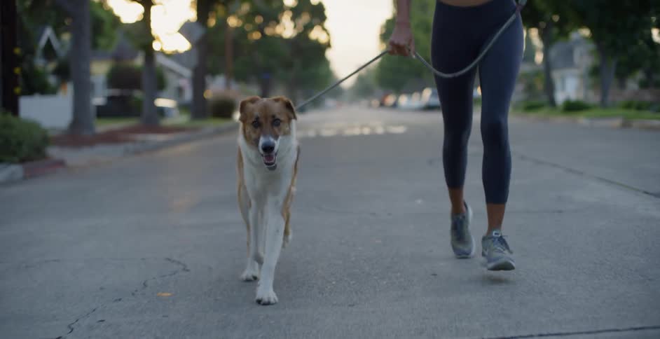 The dog runs around the woman as she jogs