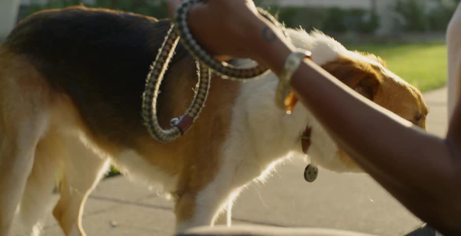 Woman Jogging With Dog