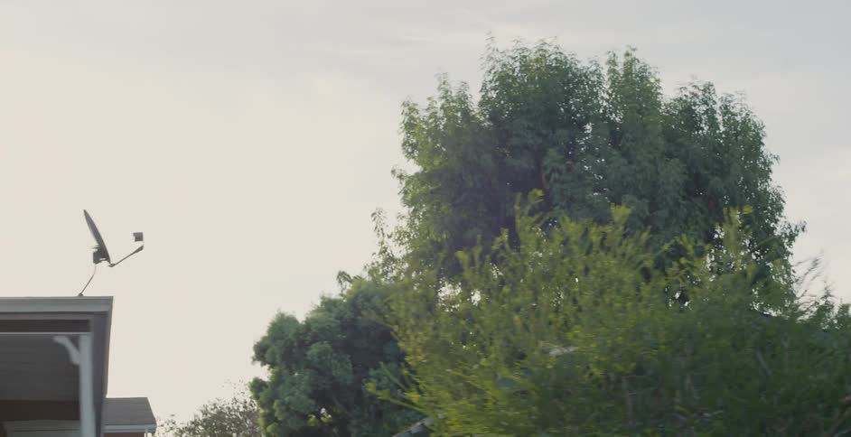 Woman Jogging With Dog