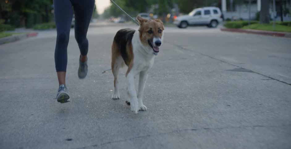 The dog leads the jogger in the street