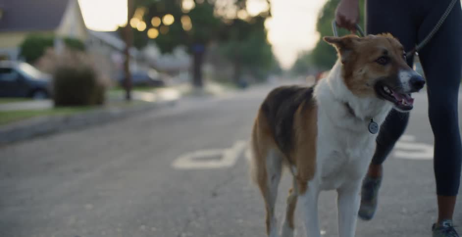 The dog jogs with the woman down the town street