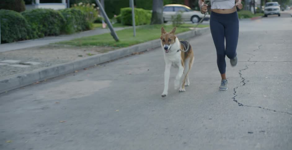 The dog is running with its owner