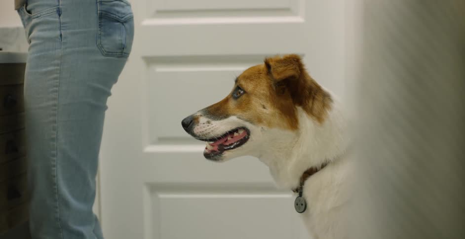 Dog stands behind a person in a small room