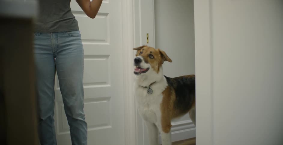 The dog enters the bathroom near the woman