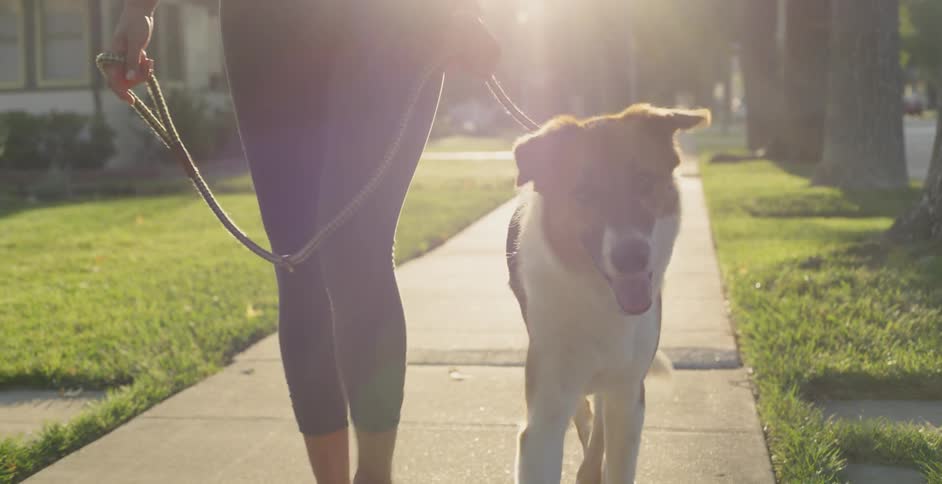 Woman Jogging With Dog